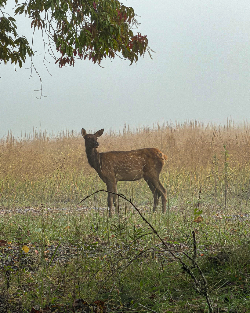 Elk calf in the Cataloochee Valley of the Great Smoky Mountains National Park in North Carolina.
