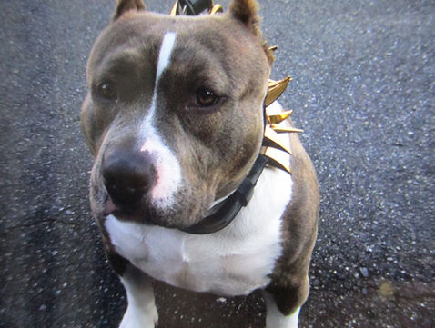 アメリカンブリー,犬舎,ブリーダー