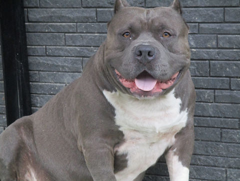 アメリカンブリー,犬舎,ブリーダー