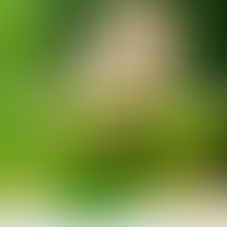 Pragas que podem afetar a cultura do milho