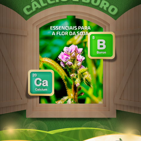 Cálcio e Boro: essenciais para a flor da soja