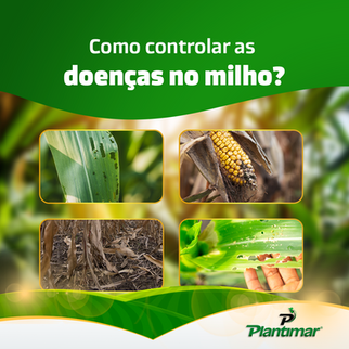 Como controlar as doenças no milho?