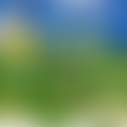 Safrinha de Soja no Limpo