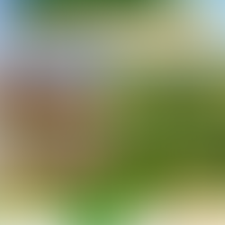 Dessecação: o primeiro passo para uma lavoura de milho de alta performance!