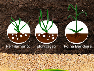 Qual o melhor momento para aplicar nitrogênio no trigo?