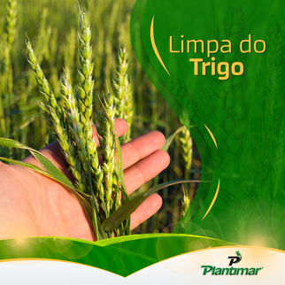 Limpa do Trigo