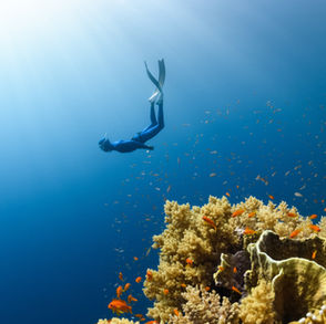 Junk Offsets Are Feeding Wave of Greenwashing, Study Shows