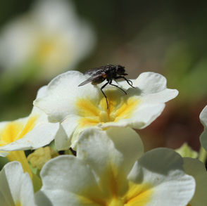 How investors can help drive protection for biodiversity