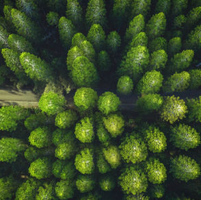 Drax cuts down environmentally-important forests despite £6bn green energy subsidies from taxpayer