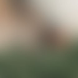 Canada’s Explosive Wildfires Have Damaged a Forest Carbon Offset Project