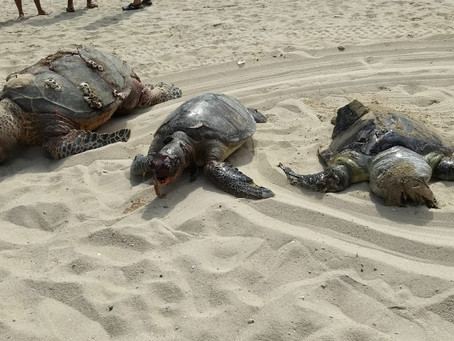 Três tartarugas aparecem mortas em praia de Jaboatão