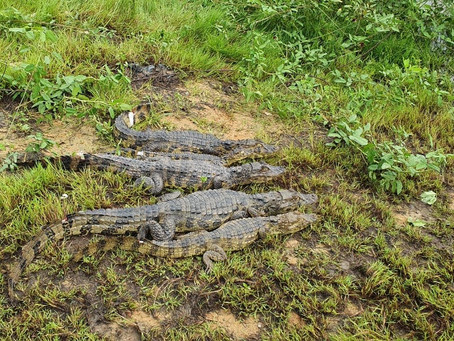 CPRH devolve à natureza 18 répteis resgatados na Região Metropolitana