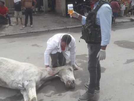 Cavalo atropelado agoniza em Piedade