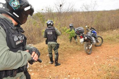Operação conjunta erradica quase 22 mil pés de maconha