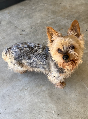 a small yorkshire terrier looks up at the camera while standing on concrete