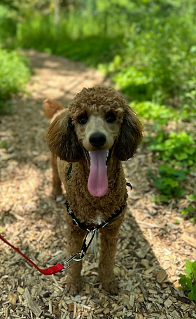 a poodle puppy standing on a green path with its tongue out