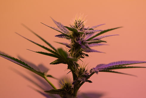 selective focus photography of cannabis sativa plant_edited.jpg