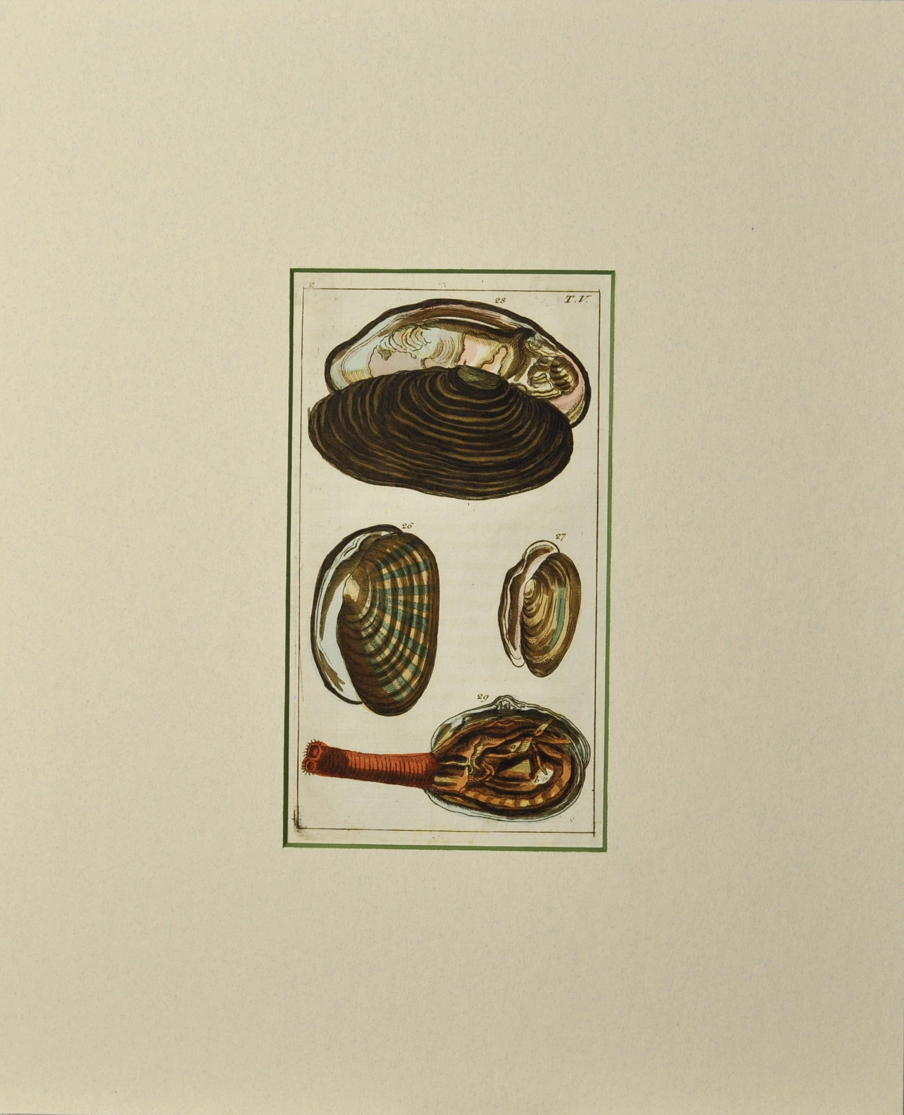 Matted Vintage 1802 Clam and Mussel Piece with Painted Bevel