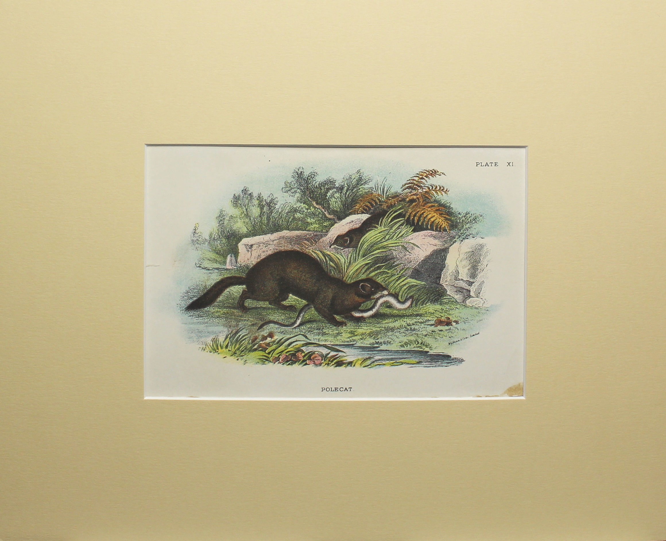 Matted Polecat Lithograph, Cira 1897