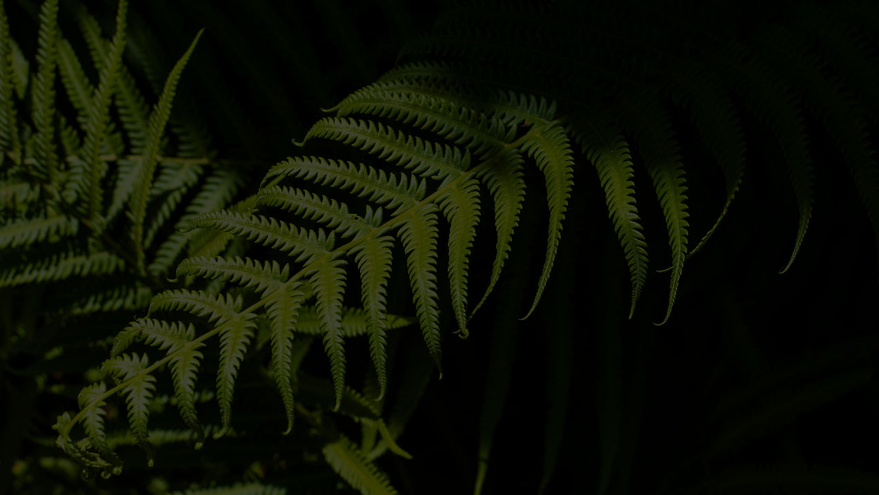 tropical-fern-leaves-with-shadows_edited.jpg
