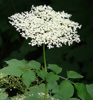 hans-blossom-8116.jpg