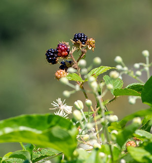 9256204-blackberry-3529417.jpg