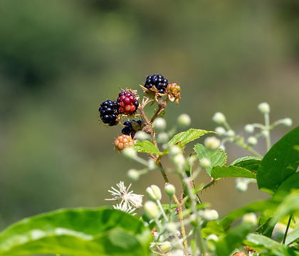 9256204-blackberry-3529417.jpg
