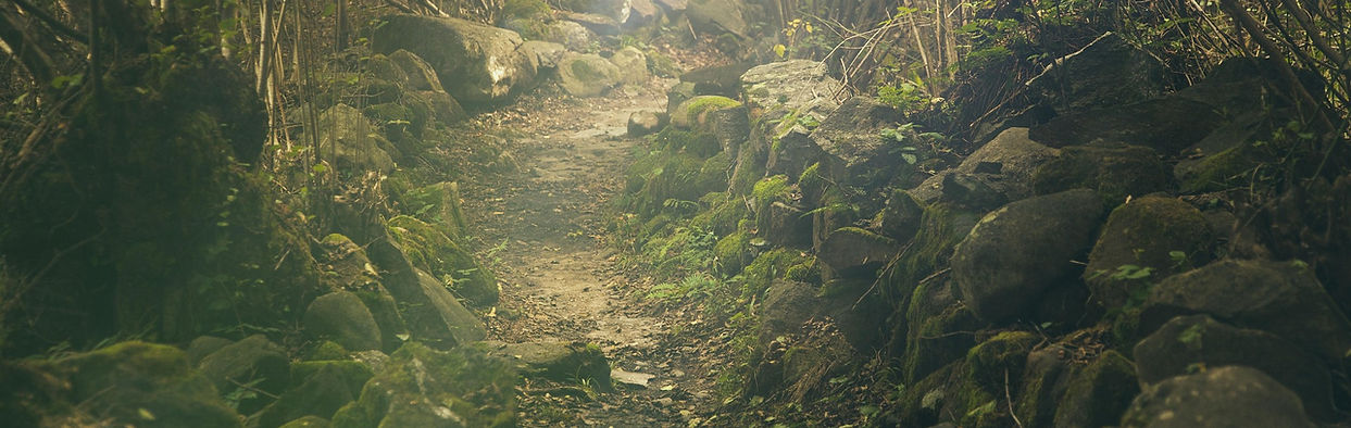splitshire-forest-438432_1920.jpg