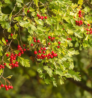 chiemseherin-tree-3637383.jpg