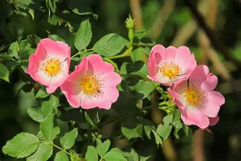 Rosas Silvestres