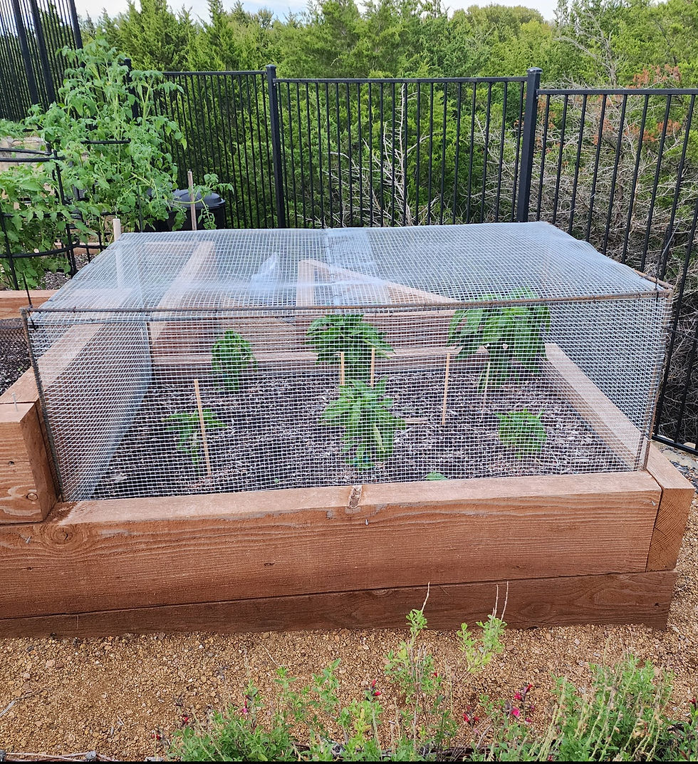 Mastering Texas Gardening: Thrive in the Lone Star State’s Unique Climate