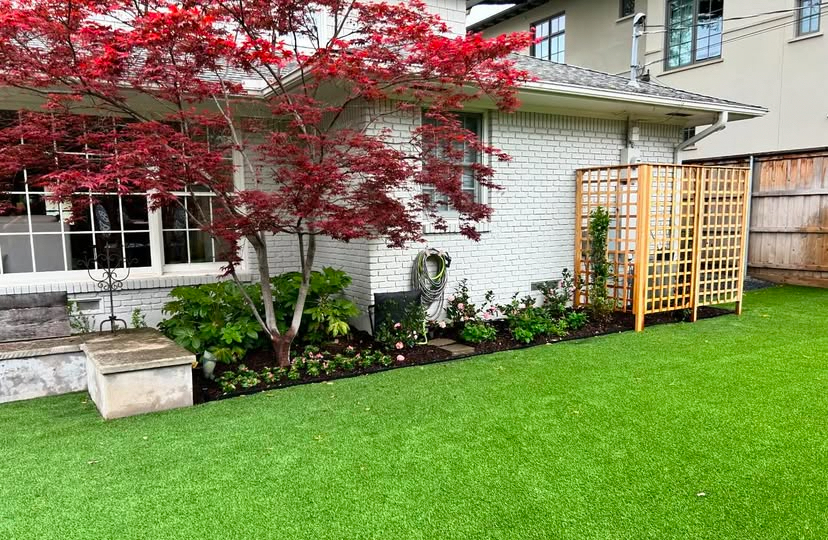 Japanese maple bed and turf by Grayscape Landscape & Design, landscaper in Highland Park, TX. Landscaper Near Me.