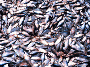 Question écrite : surpêche 