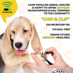 "Camp Papillon" Clip & Chip Flyer