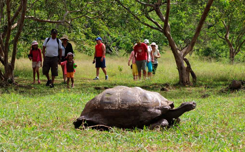 Giant Tortoises Galapagos Islands