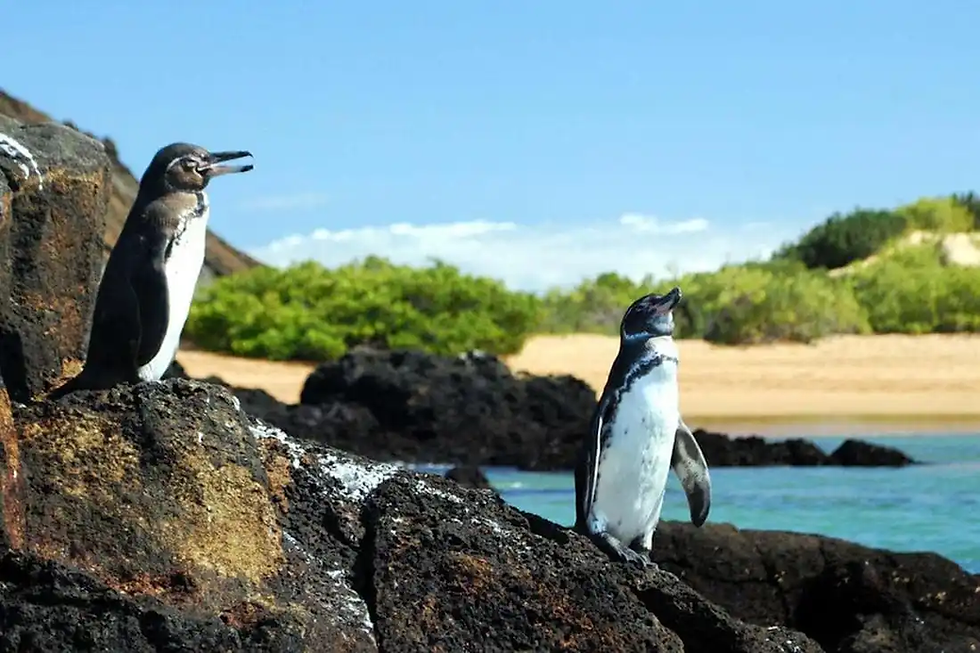 Galapagos Islands penguins