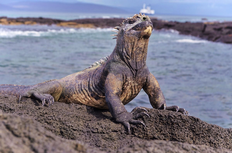 Marine Iguanas Galapagos Islands