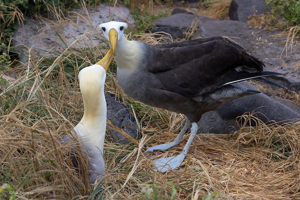 Waved albatross Galapagos Islands