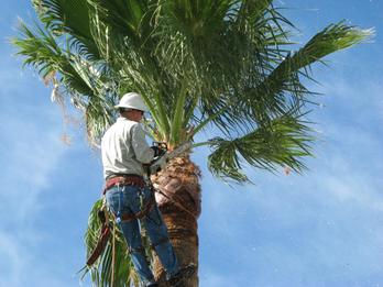 Tis' The Season (TO TRIM YOUR PALM TREES) Community Pricing Enclosed! 