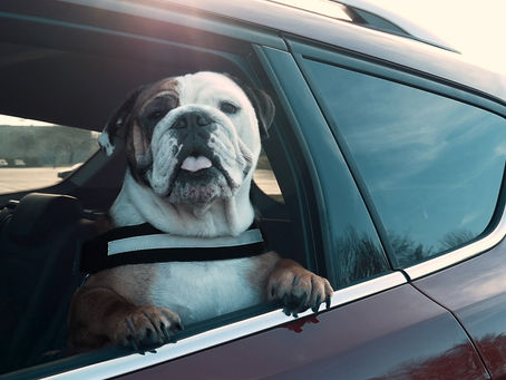 AUTO | Estudo revela que 32% dos condutores é incumpridor no transporte de cães