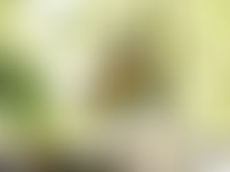 Memorial dedicado a Ayrton Senna vandalizado em Ímola