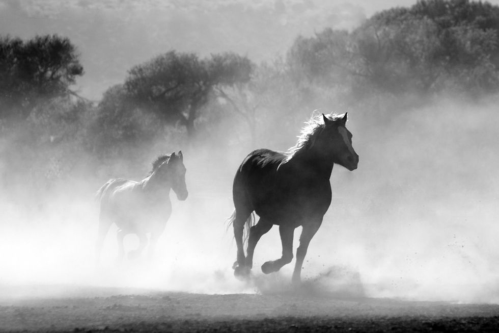 two horses running together symbolizing relationship dynamics explored through conscious power exchange