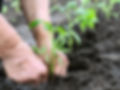 little-tomato-plant.jpg