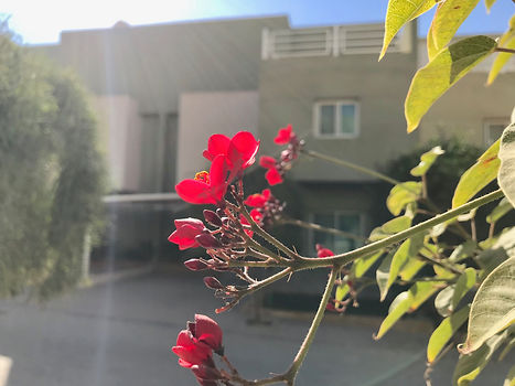 Emerald Village Compound fowers