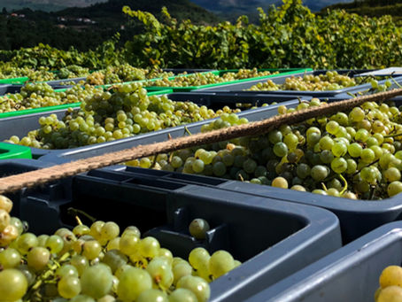Gema Wines – Vinho Verde from Monção
