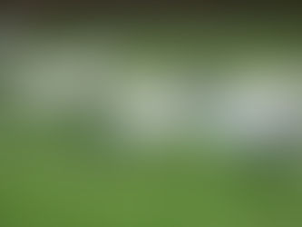 こんな鳥たちが街中の公園を闊歩してるぞ