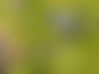 最近話題のおしゃべり君