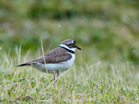 遠慮気味にこんな野鳥も