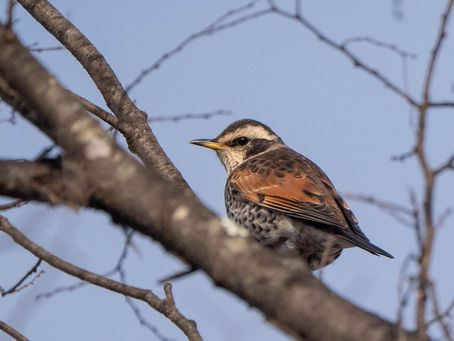 鳥にも表情があるよね