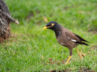 世界的観光地で迎えてくれた野鳥